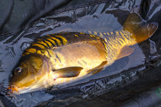 Carpfishing session at the Lake.Common carp on the unhooking mat.Angler with a big carp fishing trophy.Fishing adventures.Fish trophy.