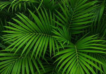 Dark tropical leaves background,jungle leaf banner for cover or, jungle, natural, nature, overhead, palm, spring, summer, texture,wallpaper design. ai generated