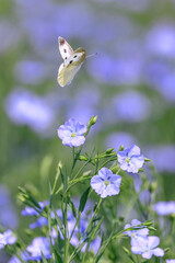 北海道当別町、澄んだブルーの花を咲かせる亜麻と蝶々【7月】