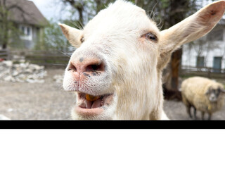 Fototapeta premium Close-up of a curious goat with open mouth in a farm setting