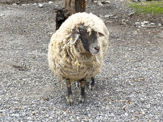 Fluffy sheep standing on gravel with curious little lamb peeking behind