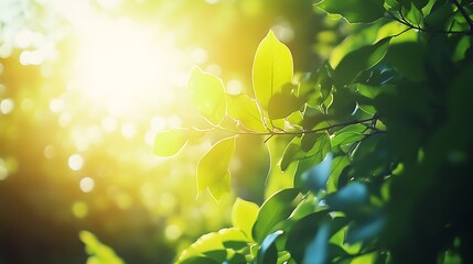 Luminous Green Leaves Illuminated By Bright Sunlight In A Natural Outdoor Setting