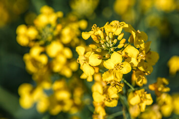 Rapeseed flower closeup.Blooming rapeseed (Brassica napus).Oilseed, canola, colza.Blooming yellow canola flower meadows.Macro photo.