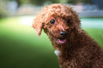 Close up of a cheerful brown poodle mix with curly fur and big sparkling eyes, tongue out, looking at the camera in a sunny park with soft green blurred background