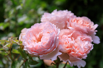 北海道岩見沢市、いわみざわ公園で咲き誇るバラ【7月】