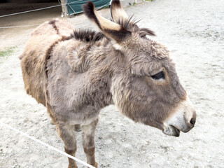 Fluffy donkey standing outdoors on a farmyard close-up