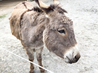 Fluffy gray donkey standing on gravel with alert expression