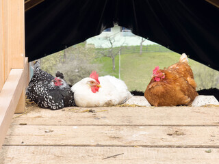 Colorful chickens resting in barn entrance on sunny day