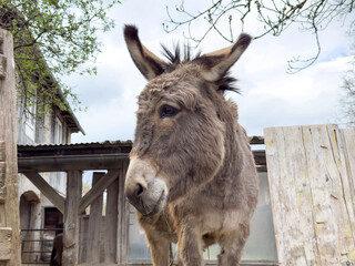 Fototapeta premium Curious donkey standing outdoors near rustic farm buildings