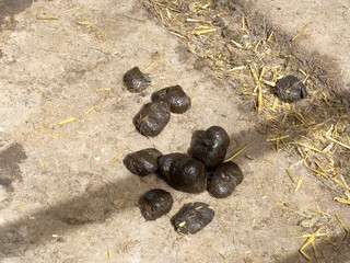 Animal droppings on straw-littered ground in pasture setting
