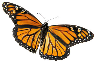 Fototapeta premium PNG Monarch butterfly flying insect invertebrate photography.