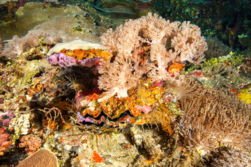 Mozambique, Nuarro, Coral reef