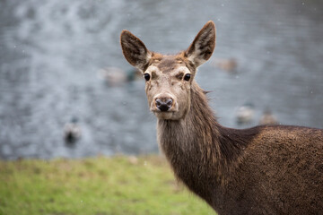 Red deer in a clearing