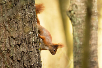 Red squirrel on a tree trunk