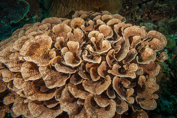 Mozambique, Nuarro, Cabbage Coral (Turbinaria reniformis)