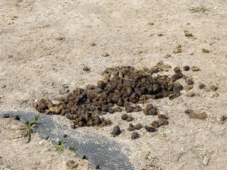 Pile of horse manure on dirt ground in outdoor setting