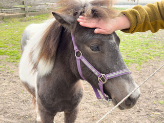 Gentle interaction with small pony on farm