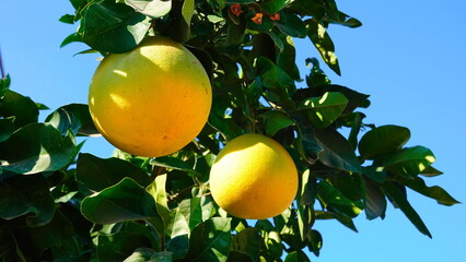 Grapefruit Ripe Closeup Natural Daylight Green Leaves Background