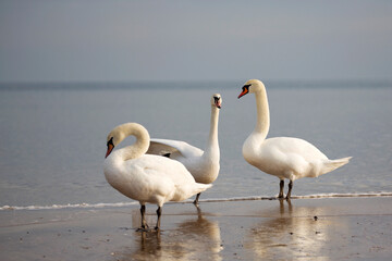 .Swans in the wild