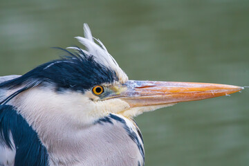 アオサギの横顔アップ