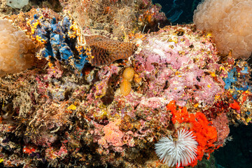 Mozambique, Nuarro, Coral reef