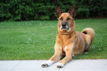 Malinois Mix