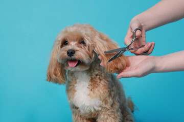 Woman cutting dog's hair with scissors on light blue background, closeup. Pet grooming