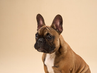 A French Bulldog sits with a focused expression against a beige background in a studio setting. The dog attentive look highlights its thoughtful and observant nature.