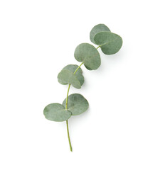 Obraz premium Eucalyptus branch with fresh leaves isolated on white, top view