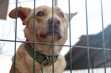 Dog in animal shelter. Homeless sad dog in a cage.