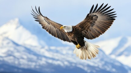 Obraz premium Majestic bald eagle soaring over snow-capped mountains under a clear blue sky at sunrise