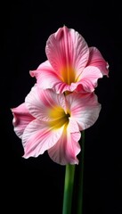 Fototapeta premium Delicate gladiolus flower petals, pink, white, yellow hues, black backdrop , white, botanical, studio shot