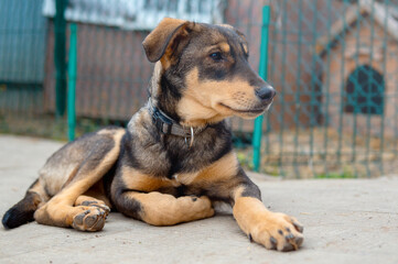 Dog in animal shelter. Homeless sad dog in a cage.