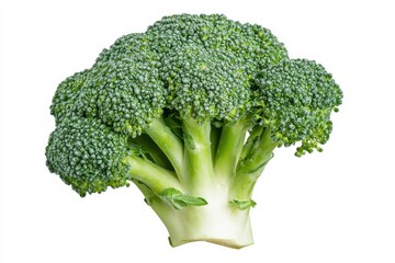 A vibrant green head of broccoli stands upright, showcasing its dense florets and thick, pale green stem against a stark white background.