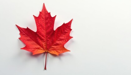 Single red maple leaf against pure white Autumnal simplicity , autumn colors, botanical