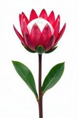 Fototapeta premium Single protea bloom, vibrant colors, white backdrop, vibrant, photography
