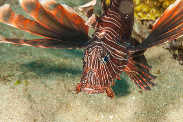 Mozambique, Nuarro, Lionfish (Pterois volitans)