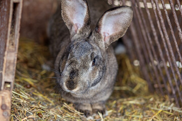 Exploring farm life through playful encounters with rabbits at an agritourism site