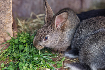 Rabbits munching on fresh greens in a cozy farm setting during daylight hours