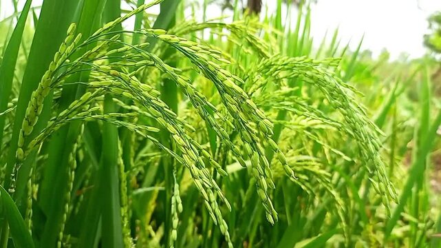 Green rice field nature rice field