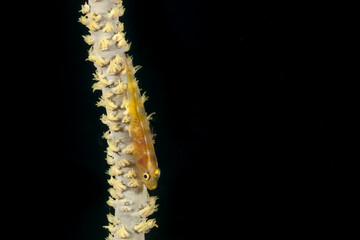 Mozambique, Nuarro, Black Coral Goby (Bryaninops tigris)