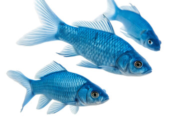 Trio of Vibrant Blue Fish Isolated on White Background