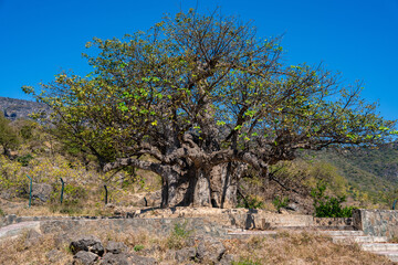 Fototapeta premium Alter Baobab-Baum im Wadi Hinna bei Salalah, Oman