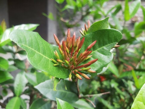 Ixora chinensis flower close-up selective focus