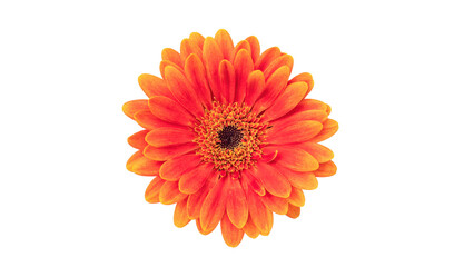 Orange gerbera on a white background.