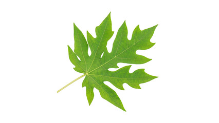 Green papaya leaf on a white background.