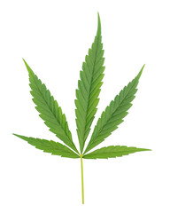 Green cannabis leaves on a white background.