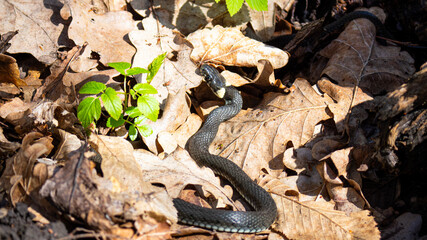 Common Grass Snake (Natrix natrix) The snake lies on a layer of dry, brown oak leaves