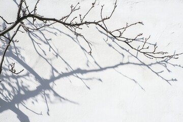 Obraz premium Bare tree branches cast long shadows on a snowy wall