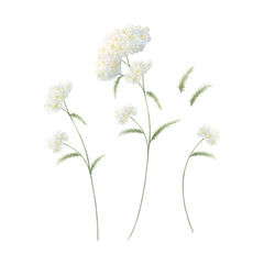 Yarrow wildflower with three white fluffy inflorescences and green leaves. Hand drawn floral watercolor isolated illustration set of field plant. Sketch of meadow flower for fabric print and postcard